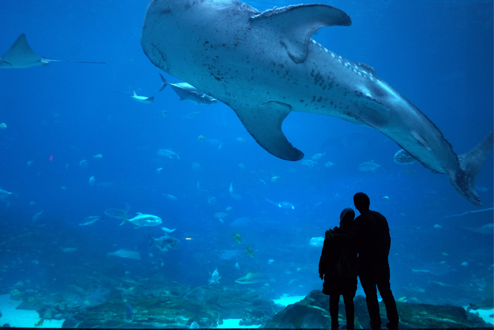 Couple,Observing,Giant,Whale,Shark,In,Atlanta,Aquarium